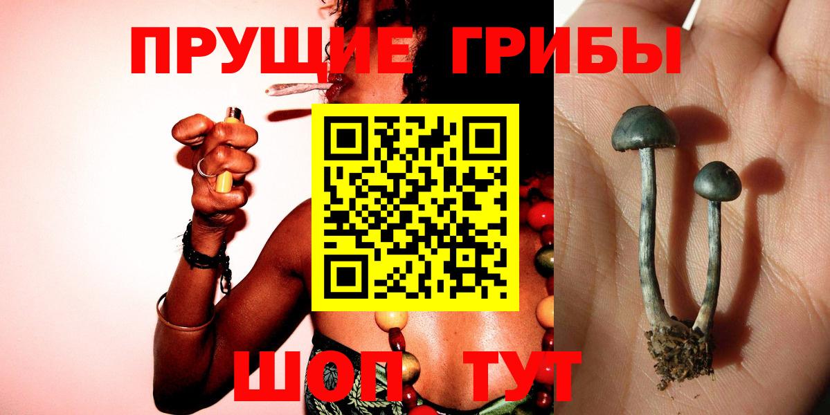Галлюциногенные грибы Cubensis Коряжма